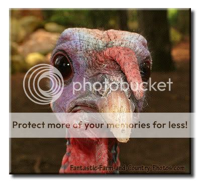 turkey-2.jpg