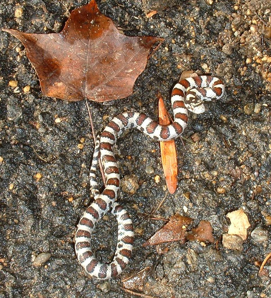 Autumn_milksnake.jpg