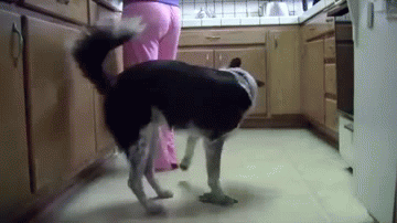 funny-dog-gif-peeing-on-humans-leg.gif