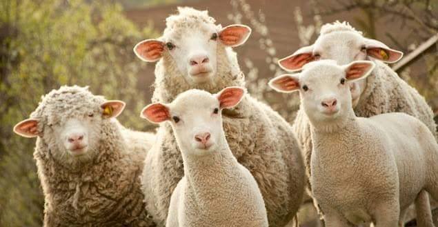 WHITE-SHEEP-2.jpg