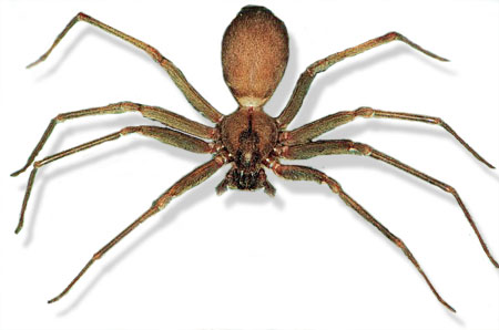 brown_recluse2.jpg